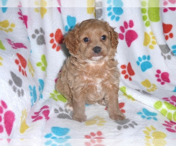 Medium Photo #6 Cavapoo-Poodle (Miniature) Mix Puppy For Sale in ORO VALLEY, AZ, USA