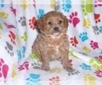 Small Photo #6 Cavapoo-Poodle (Miniature) Mix Puppy For Sale in ORO VALLEY, AZ, USA