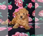 Small Photo #6 Poodle (Miniature) Puppy For Sale in KINZERS, PA, USA