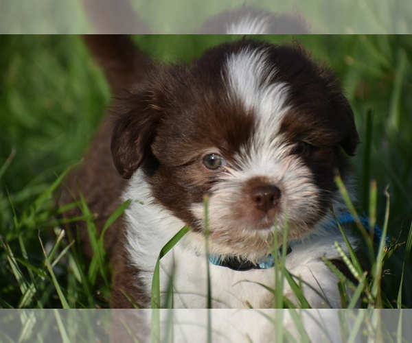 Medium Photo #2 Auss-Tzu Puppy For Sale in PALM COAST, FL, USA