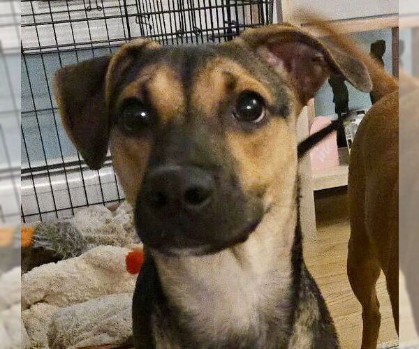 Medium Photo #4  Puppy For Sale in , 