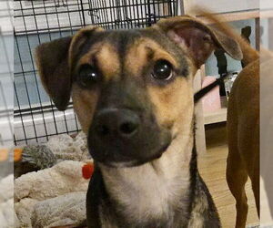 Mutt Dogs for adoption in Jefferson, NJ, USA