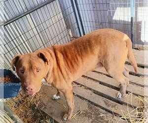 American Pit Bull Terrier-Chocolate Labrador retriever Mix Dogs for adoption in Lonsdale, AR, USA