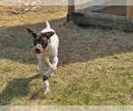 Small #2 German Wirehaired Pointer
