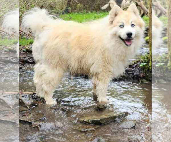 Medium Photo #4 Pomsky Puppy For Sale in Cuba, NY, USA