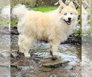 Bear Kendall - Male Pomsky Dog for Adoption - Photo #4
