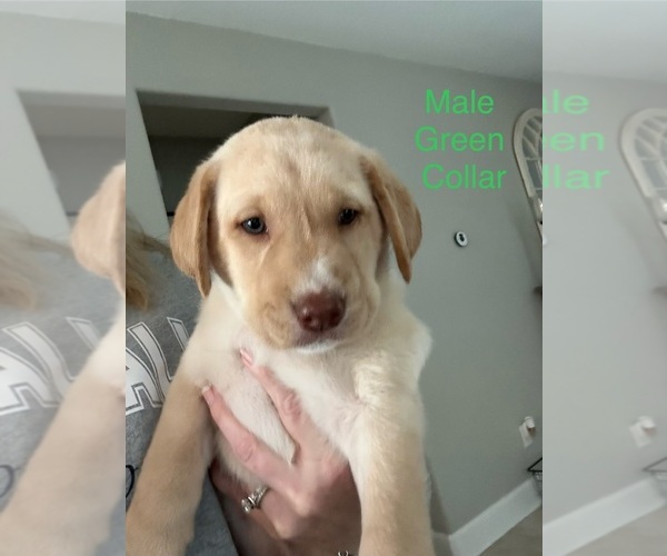 Medium Photo #1 Labrador Retriever Puppy For Sale in NEW CANEY, TX, USA
