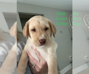 Labrador Retriever Puppy for sale in NEW CANEY, TX, USA