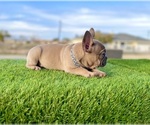 Small #14 French Bulldog