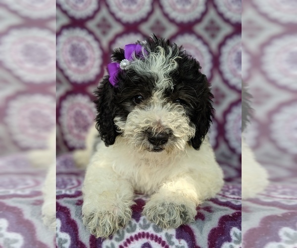 Medium Photo #5 Sheepadoodle Puppy For Sale in LANCASTER, PA, USA