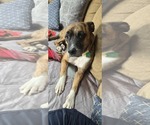 Small #6 Boxer