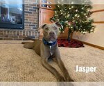 Small Photo #1 Mutt Puppy For Sale in Waterloo, IA, USA