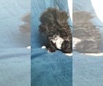 Small Photo #17 Morkie Puppy For Sale in HOLLAND, MI, USA