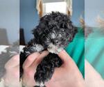 Puppy 2 Cavapoo-Poodle (Toy) Mix