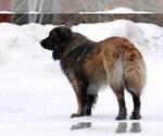 Small #12 Estrela Mountain Dog