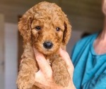 Small #1 Poodle (Standard)