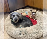 Small #18 Chihuahua Mix