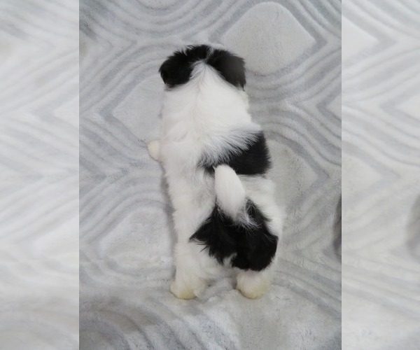 Medium Photo #3 Shiranian Puppy For Sale in HAWESVILLE, KY, USA