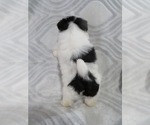 Small Photo #3 Shiranian Puppy For Sale in HAWESVILLE, KY, USA