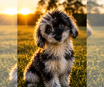 Small #52 Cavapoo (Miniature)