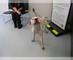 A392433 - Male American Pit Bull Terrier Dog for Adoption - Small photo