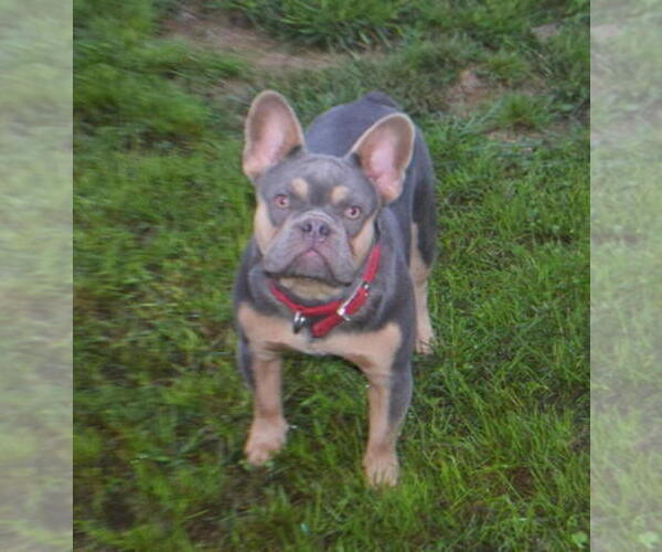 Medium Photo #1 French Bulldog Puppy For Sale in GIRARD, IL, USA