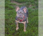 Small Photo #1 French Bulldog Puppy For Sale in GIRARD, IL, USA