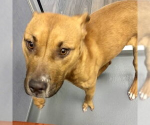 Mutt Dogs for adoption in Hilton Head, SC, USA