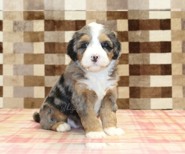 Medium Photo #4 Bernedoodle (Miniature) Puppy For Sale in DENVER, PA, USA