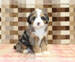 Small #3 Bernedoodle (Miniature)
