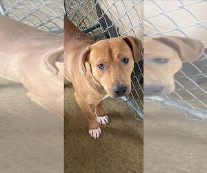 Labrador Retriever-Unknown Mix Dogs for adoption in St louis, MO, USA