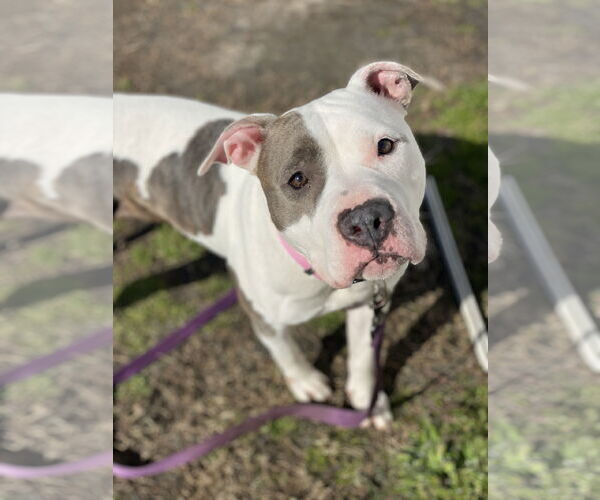 Medium Photo #4 American Pit Bull Terrier-Unknown Mix Puppy For Sale in Virginia Beach, VA, USA