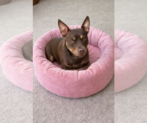 Medium Photo #5 Chihuahua-Unknown Mix Puppy For Sale in Euless, TX, USA