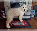 Puppy 2 Goldendoodle-Poodle (Standard) Mix