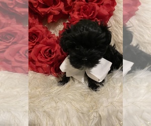 Morkie Puppy for sale in BEECH GROVE, IN, USA