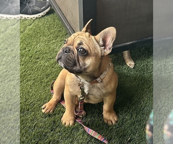Medium Photo #1 French Bulldog Puppy For Sale in SIOUX FALLS, SD, USA