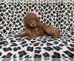 Small #2 Cockapoo (Miniature)