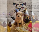 Small Photo #2 Golden Retriever Puppy For Sale in CUMMING, GA, USA
