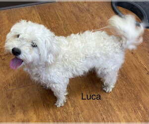 Maltese-Unknown Mix Dogs for adoption in Colorado Springs, CO, USA