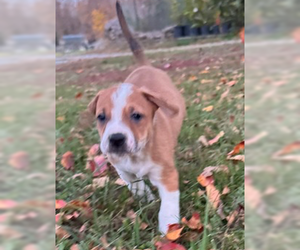 Medium Photo #1 Labrador Retriever-Unknown Mix Puppy For Sale in Raleigh, NC, USA
