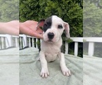 Puppy Patch American Bully