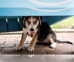 Small #1 Mutt