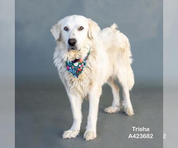 Medium Photo #1 Great Pyrenees Puppy For Sale in Conroe, TX, USA