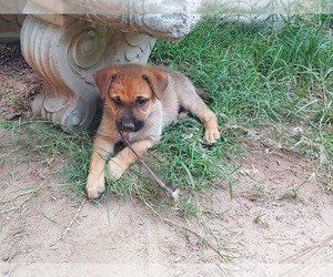 German Shepherd Dog Puppy for Sale in GAFFNEY, South Carolina USA