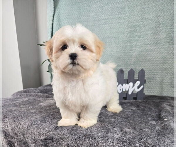 Medium Photo #2 Mal-Shi Puppy For Sale in INDIANAPOLIS, IN, USA