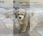 Puppy 2 Golden Retriever-Goldendoodle Mix