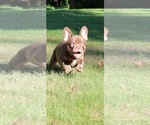 Puppy Puppy 2 French Bulldog