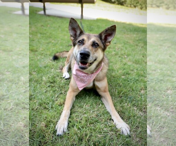 Medium Photo #4 Australian Shepherd-German Shepherd Dog Mix Puppy For Sale in Dana Point, CA, USA