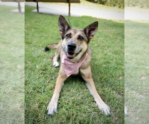 Maple - Female Australian Shepherd-German Shepherd Dog Mix Dog for Adoption - Photo #4