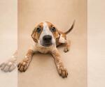 Small #4 Black Mouth Cur Mix